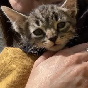 Our Future Kitty