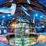 Wonders Of Wildlife National Museum & Aquarium