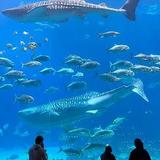 Georgia Aquarium