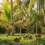 Monkeyland