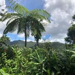 El Yunque Rainforest