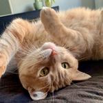 Pet Haven Pet Rescue