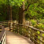 Corkscrew Swamp Sanctuary Boardwalk