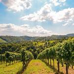 Monsoon Valley Vineyard