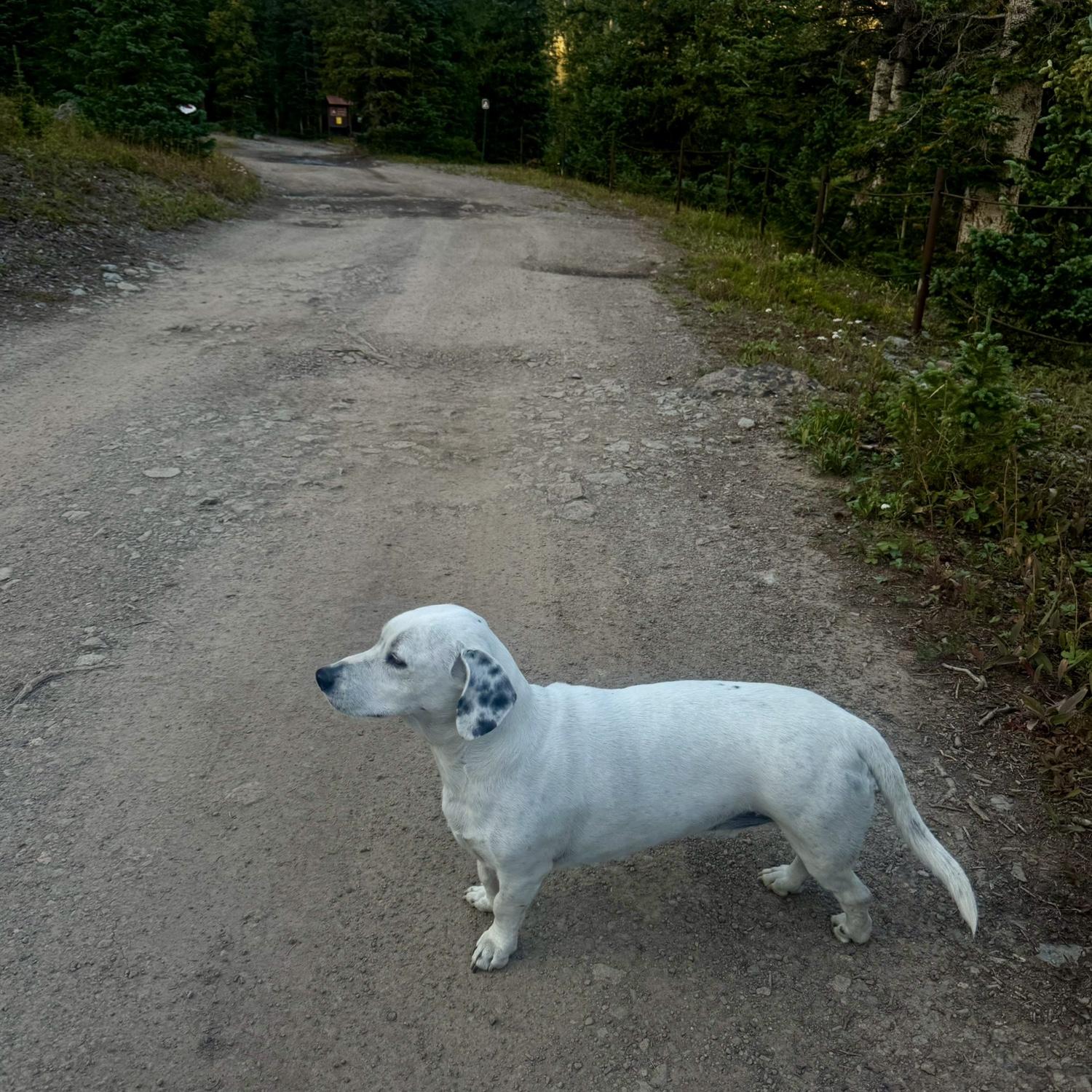a wild Django