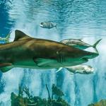 OdySea Aquarium