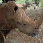 Nairobi Safari Walk