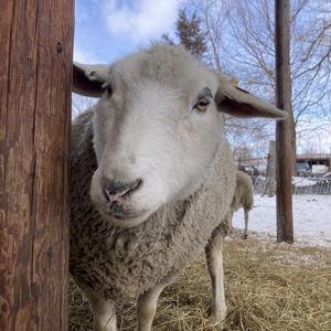 Sheep Skin from Riverbed Lamb