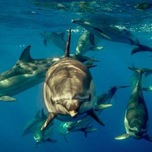 Swim with Dolphins in Azores Tour for 2