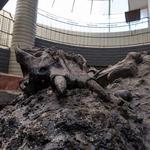 La Brea Tar Pits and Museum