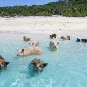 Swimming with Pigs Bahamas