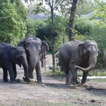 Saint Louis Zoo