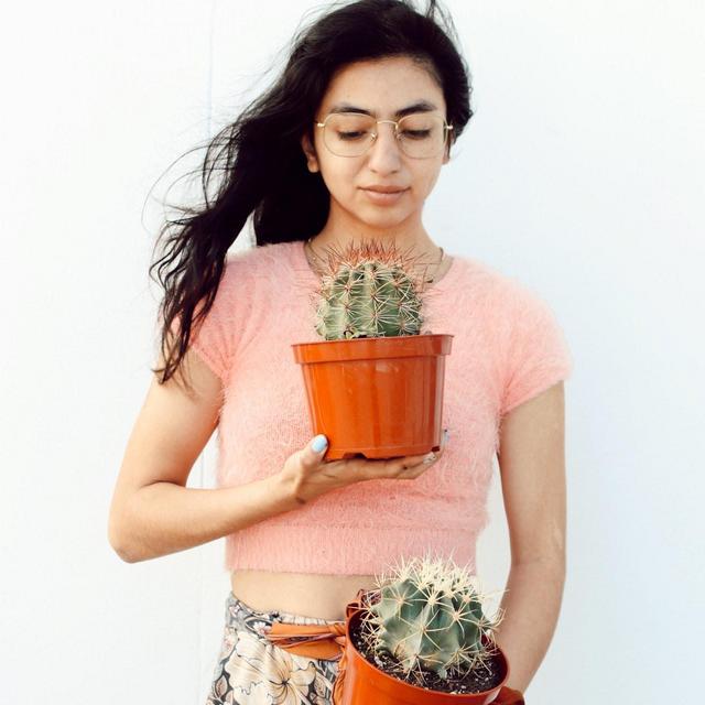 Cactus Assorted 6”