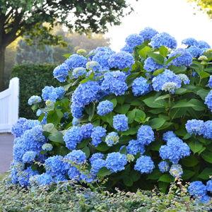 Hydrangeas