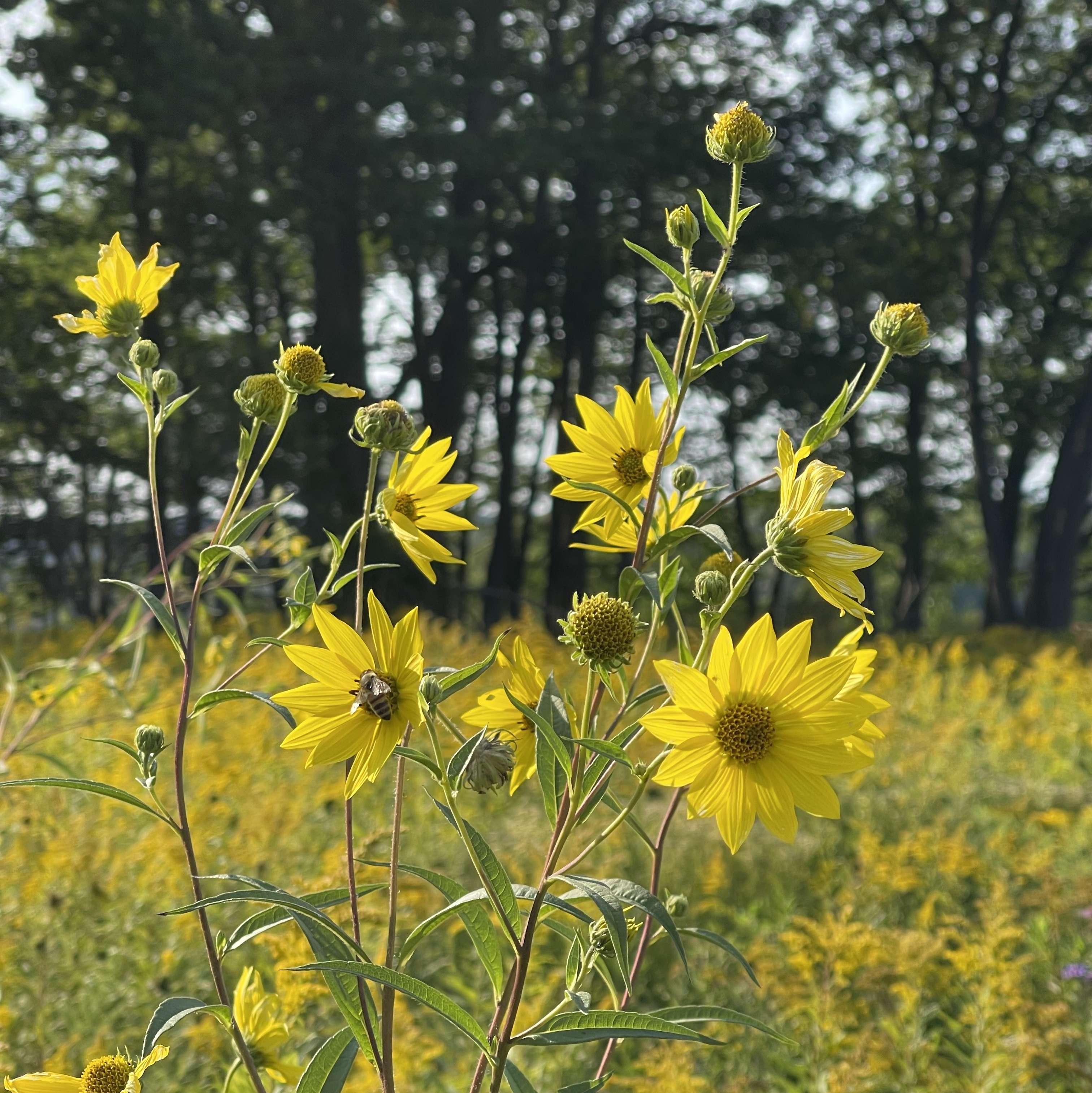 Wildflowers on the trails of Cootes Paradise in Hamilton.