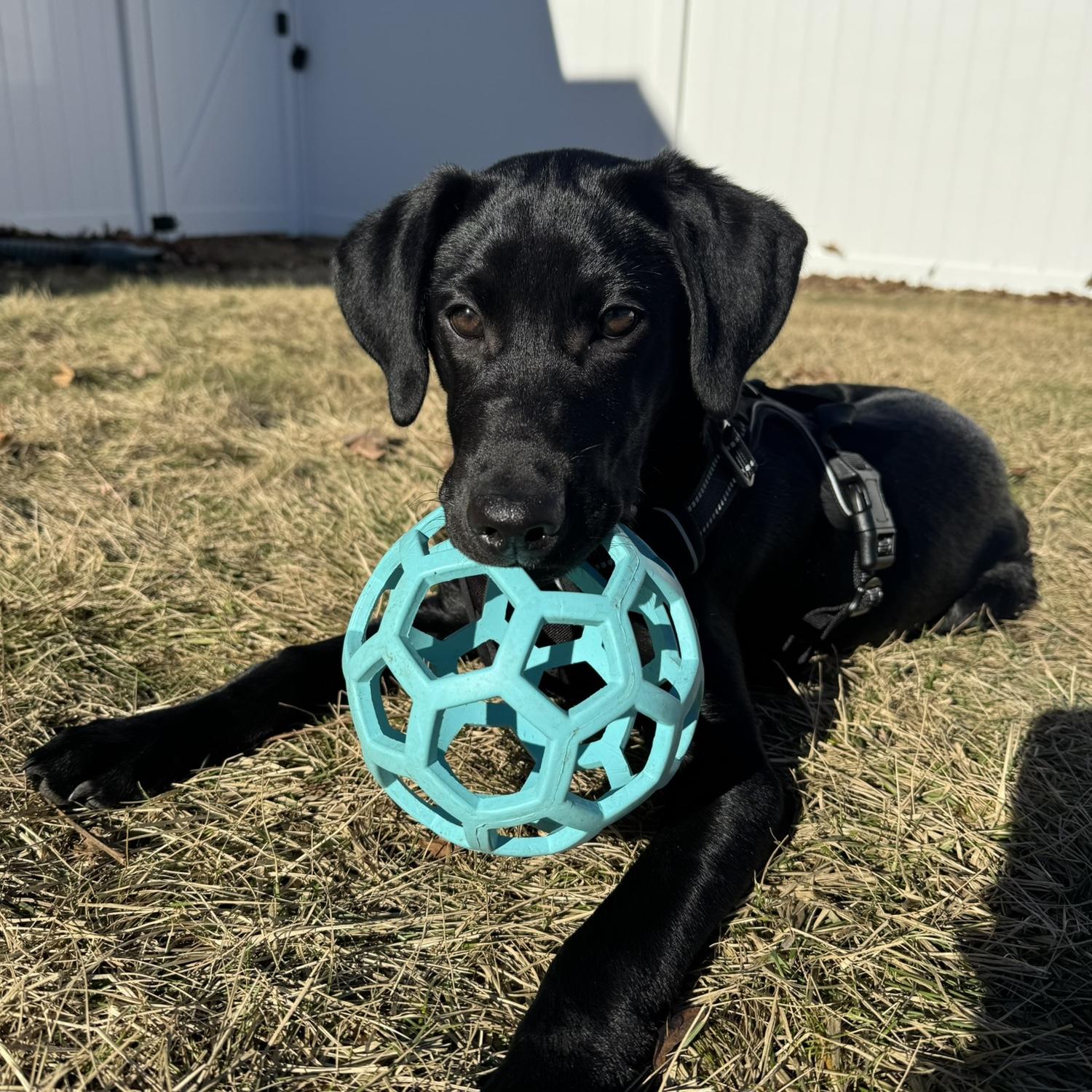 Moby and his favorite ball in his favorite place, the backyard