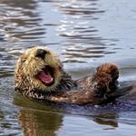kayak in Moss Landing with sea otters