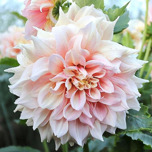 Break Out Dahlia - 5 Gallon Size Bare Root Tuber Multi-Color - Vibrant Multi-Colored Blooms for Spring Planting 2025 - Large Tuber for Stunning Garden Displays
