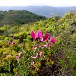 Pulgas Ridge Preserve