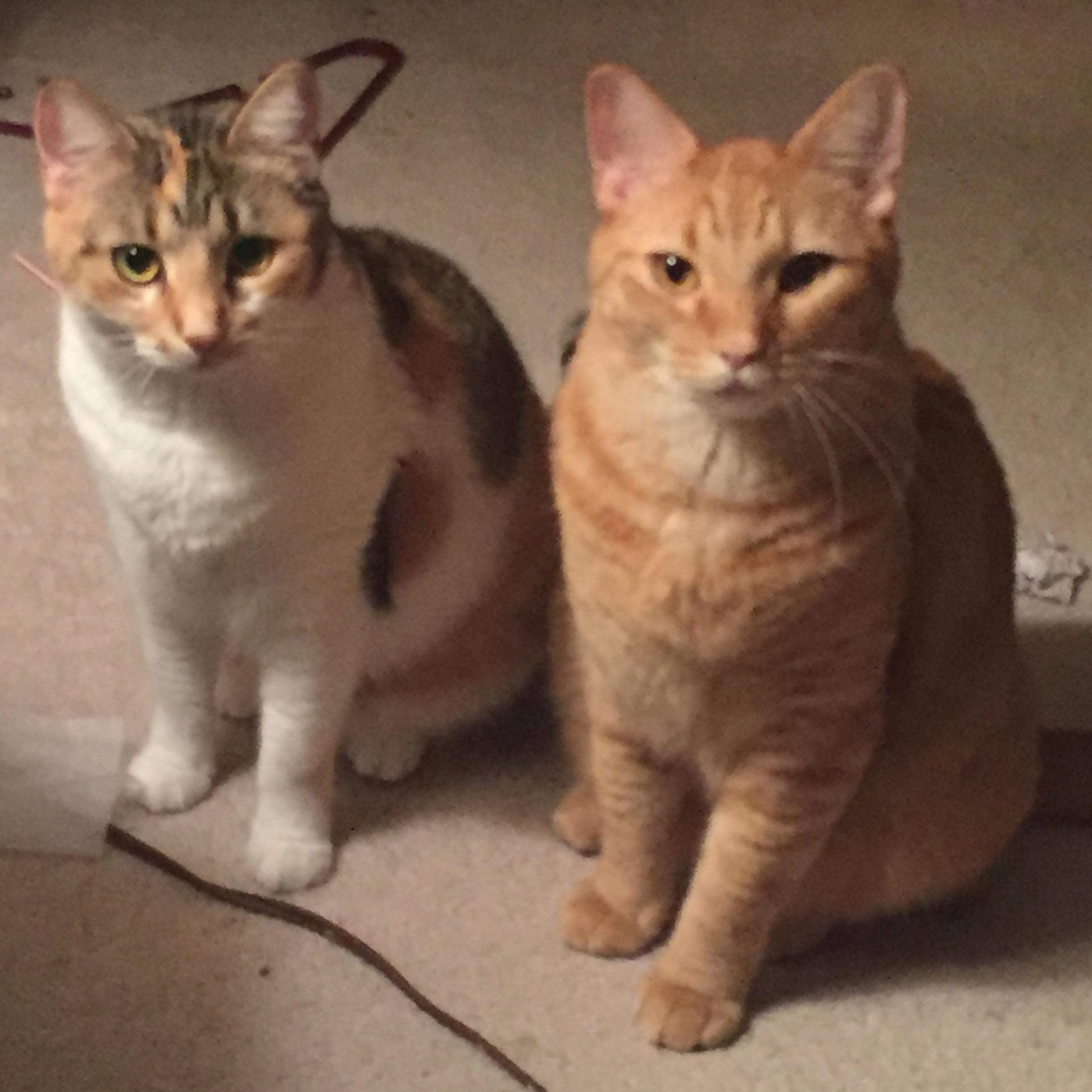 Reesie & Boycat