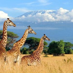 Safari Honeymoon