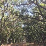 Wormsloe Historic Site