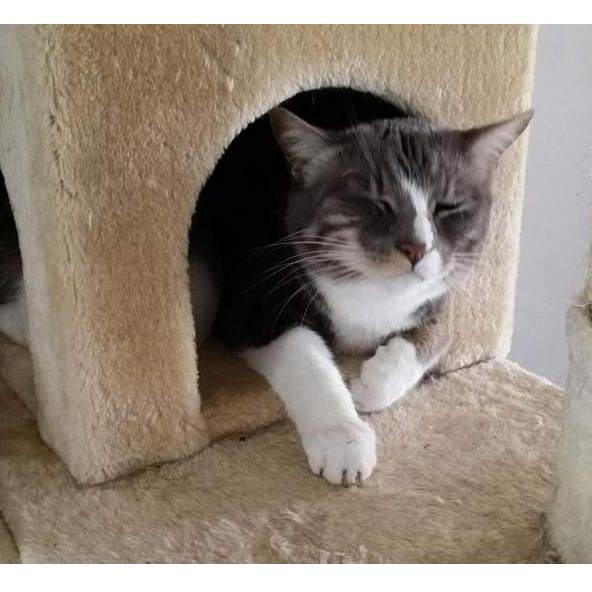 George is such a sweet kitty. He loves to stick his face in shoes, the stinkier the better. He was more accepting of the addition of Chloe and Luna than his brother, the boys were our first rescues.