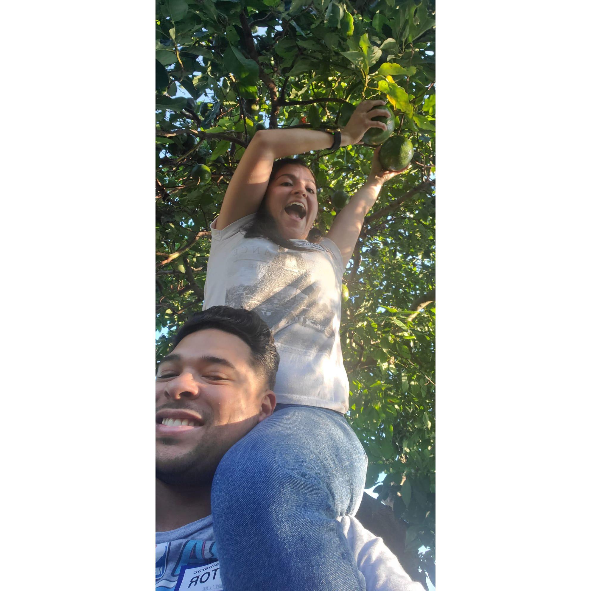 Avocados anyone??