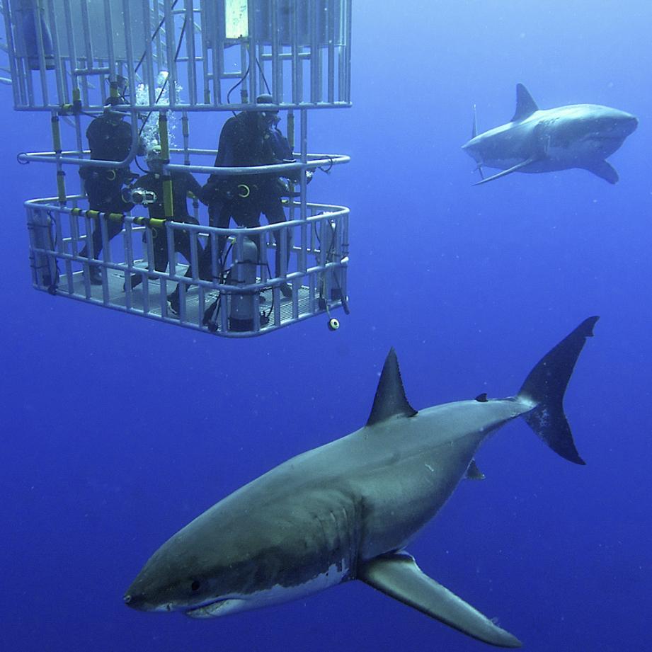 Great White Shark Cage Diving - South Africa