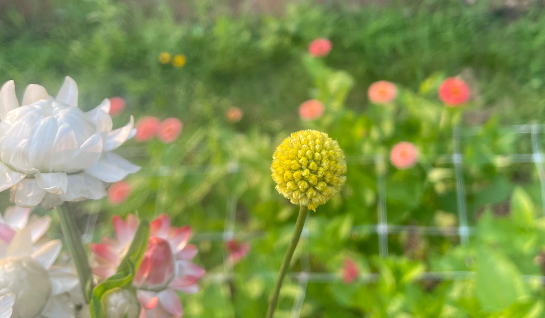 The Wedding Website of Clara Hodges and Carter Andross