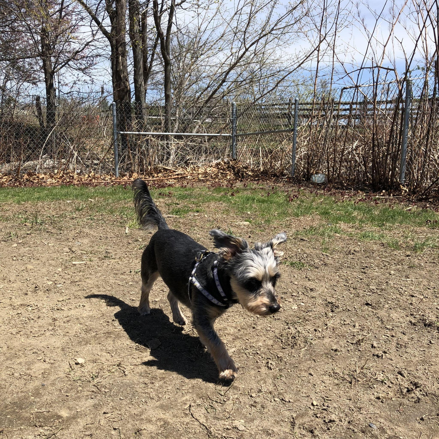 Hillary at the dog park