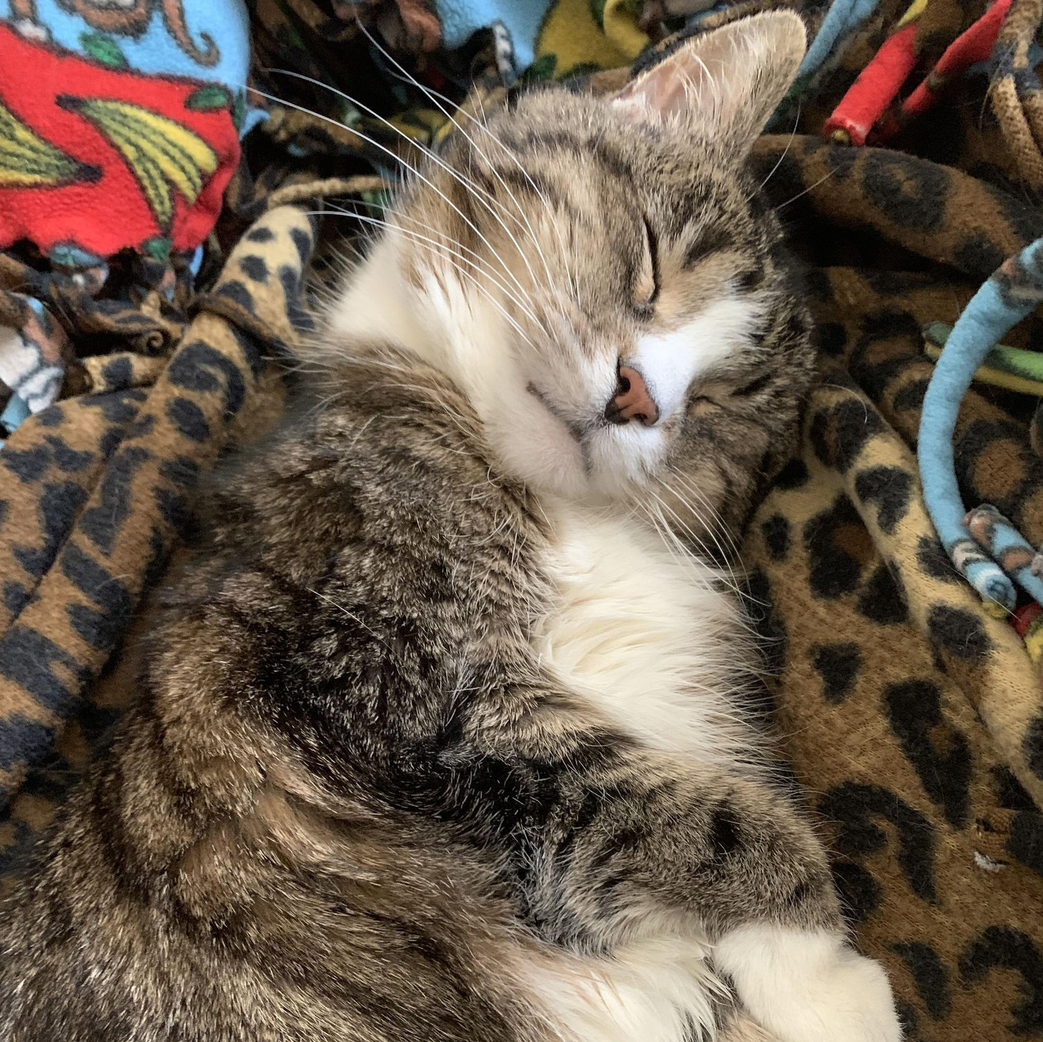 Our sweet cat Midna