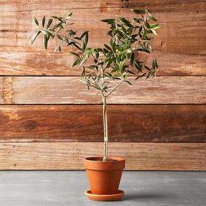 Olive Tree