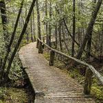 The Ridges Sanctuary