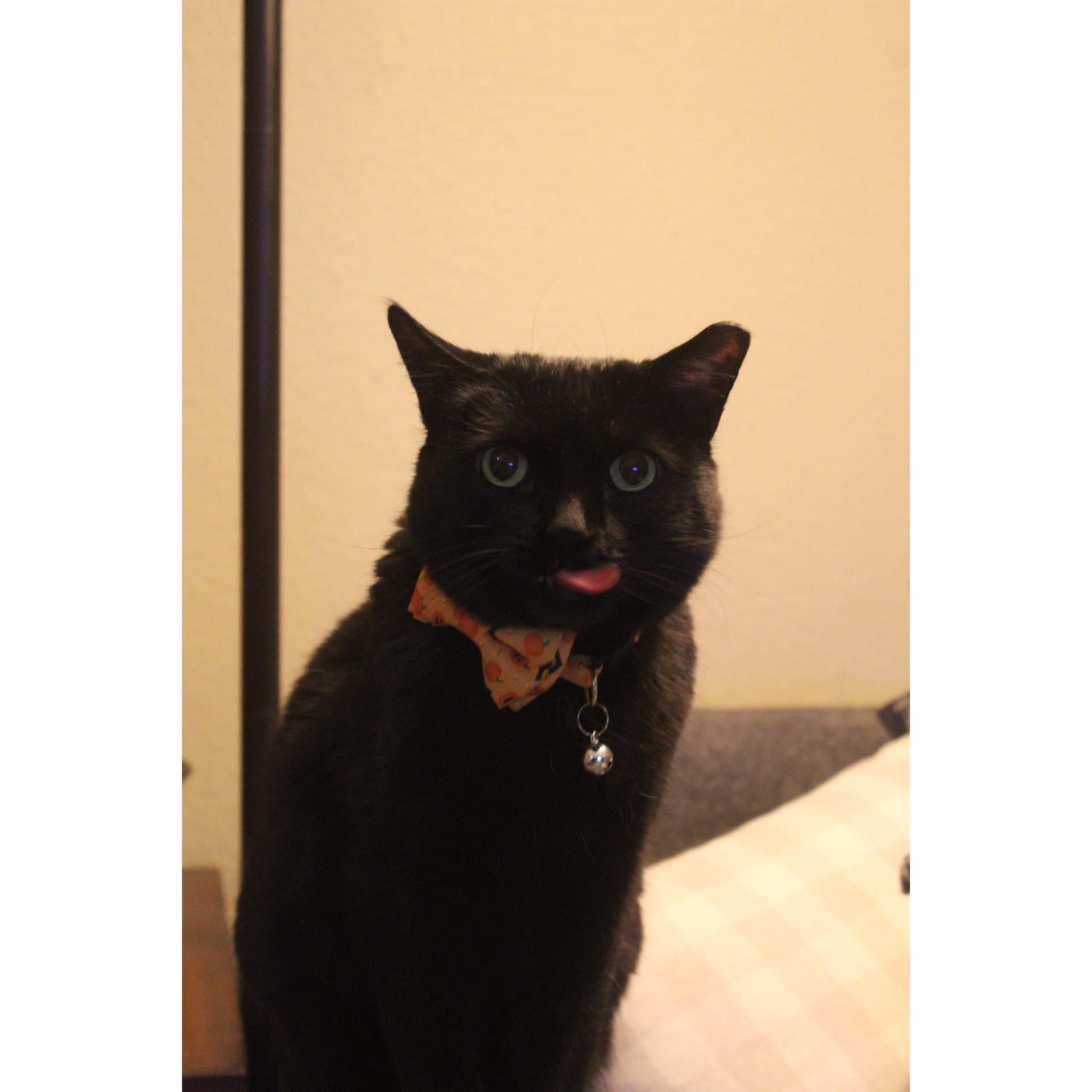This is Ember, our sweet Bombay.