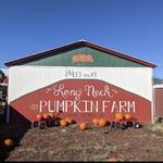 Longneck Pumpkin Farm