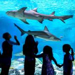 OdySea Aquarium