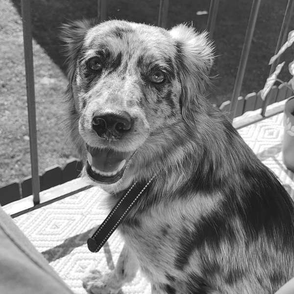 Pet Supplies Fund