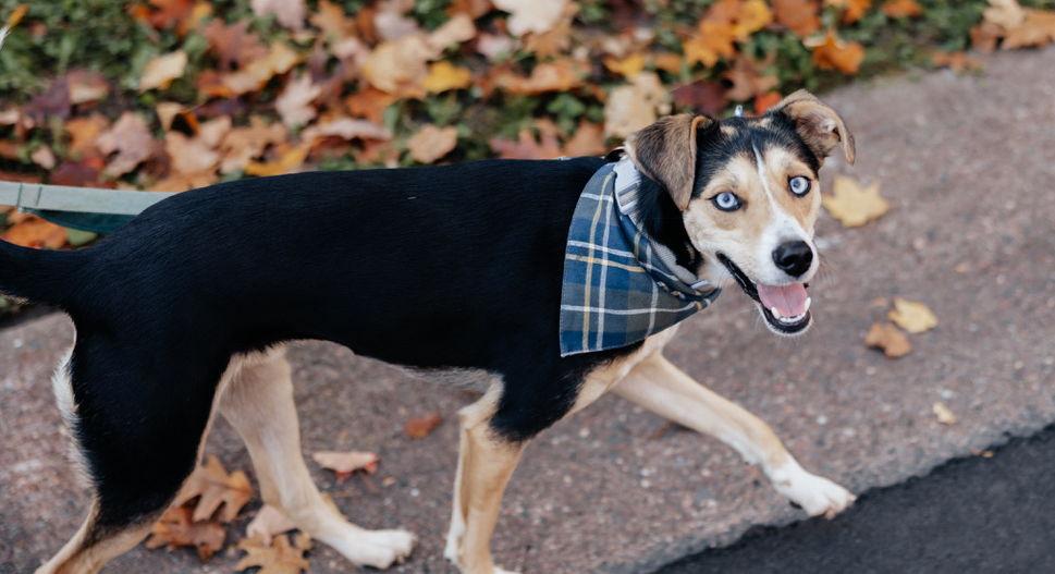 The Wedding Website of Casey Anderson and Cody Lewandowski