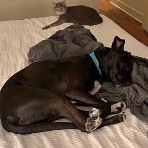 Pet Daycare/Boarding For Our Honeymoon