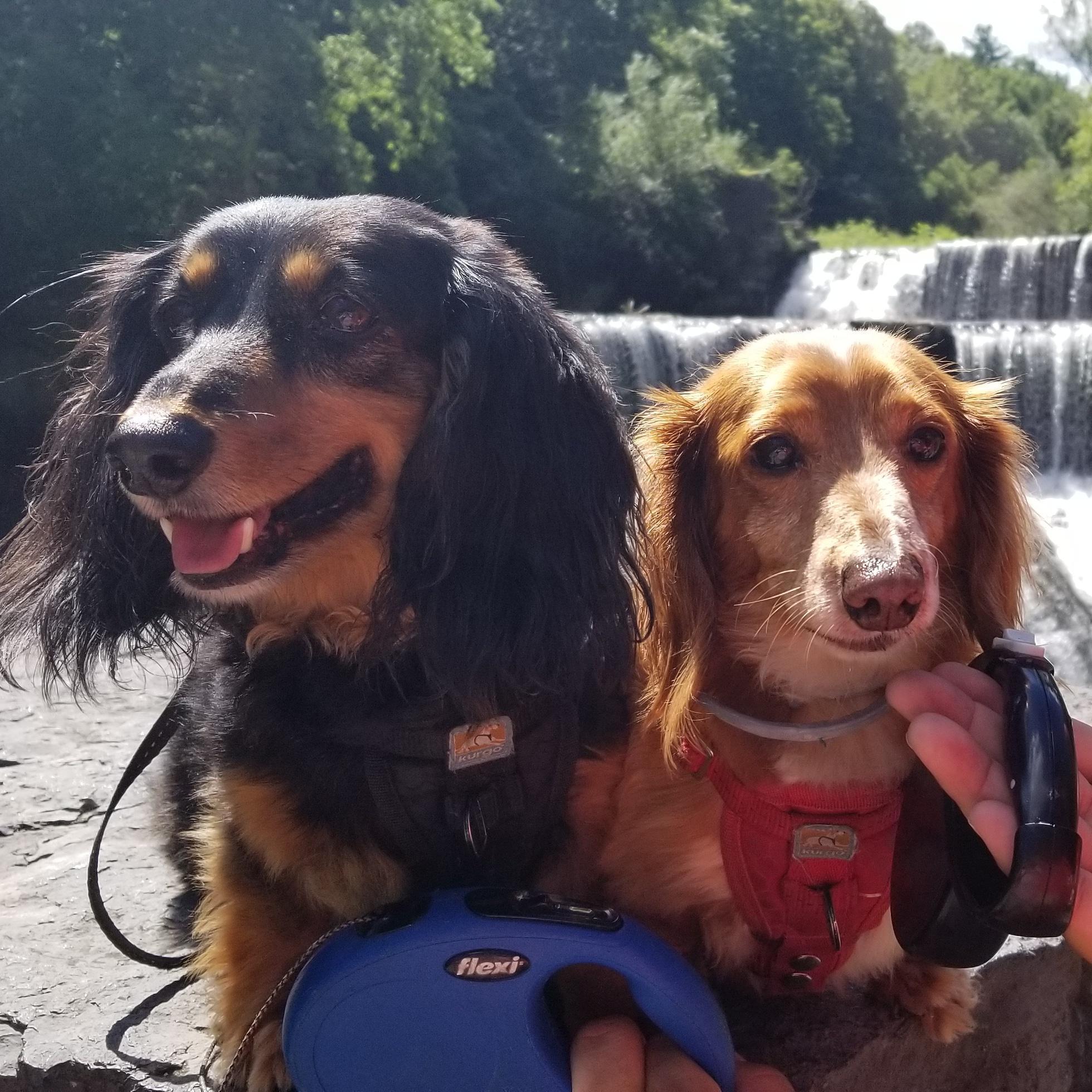 Our tiny fuzz family enjoying a bike ride and waterfall