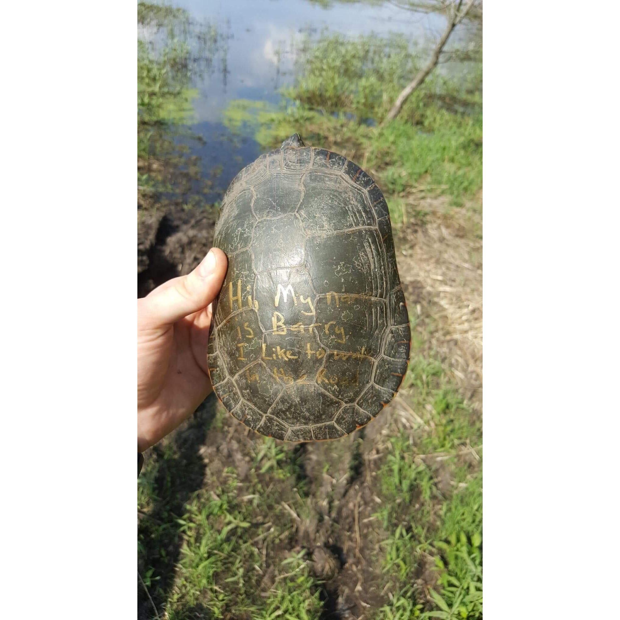 Adam was driving home from work and found Barry walking down the road. He was rescued and brought home, shell-shamed him, and released him back into the wild wild wisconsin.