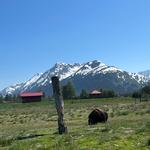 Alaska Wildlife Conservation Center