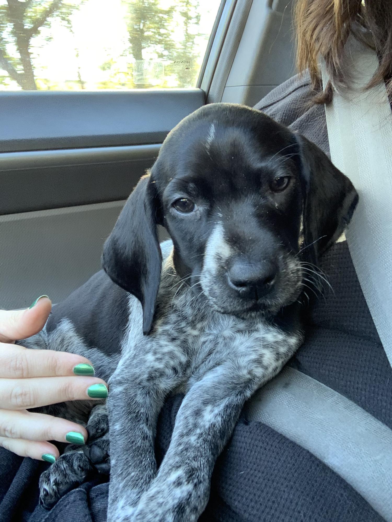 the real star of the show: our new puppy, Lady