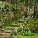 Thuya Garden