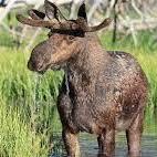 Moose Wilson Road