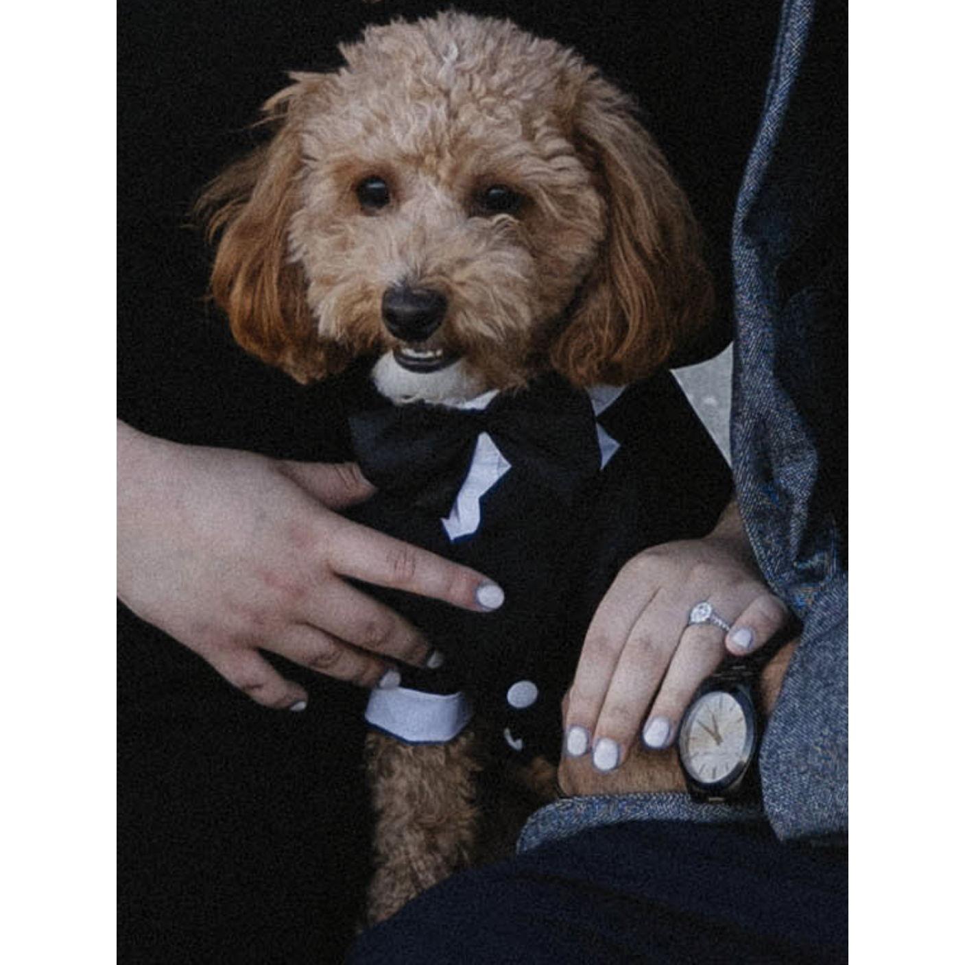 Meet our mini-poodle, Graham!