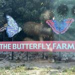Butterfly Farm