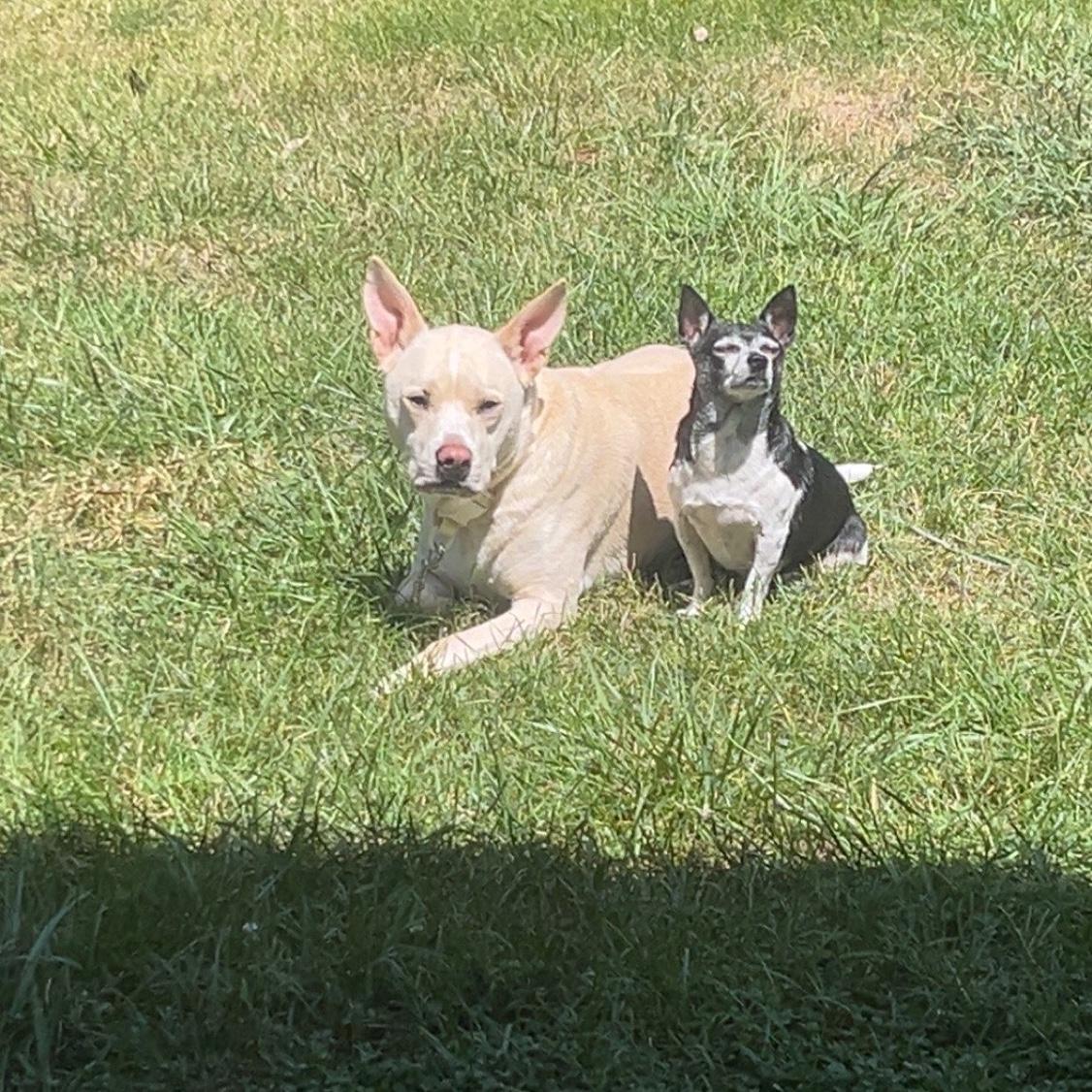 Our baby’s 💓(Casper & Rufus)