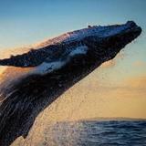 Whale Watching